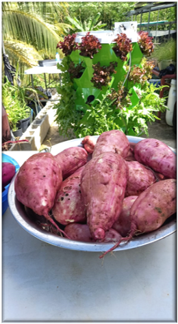 Sweet potatoes harvested using the SolarPoniX root-crop configuration
